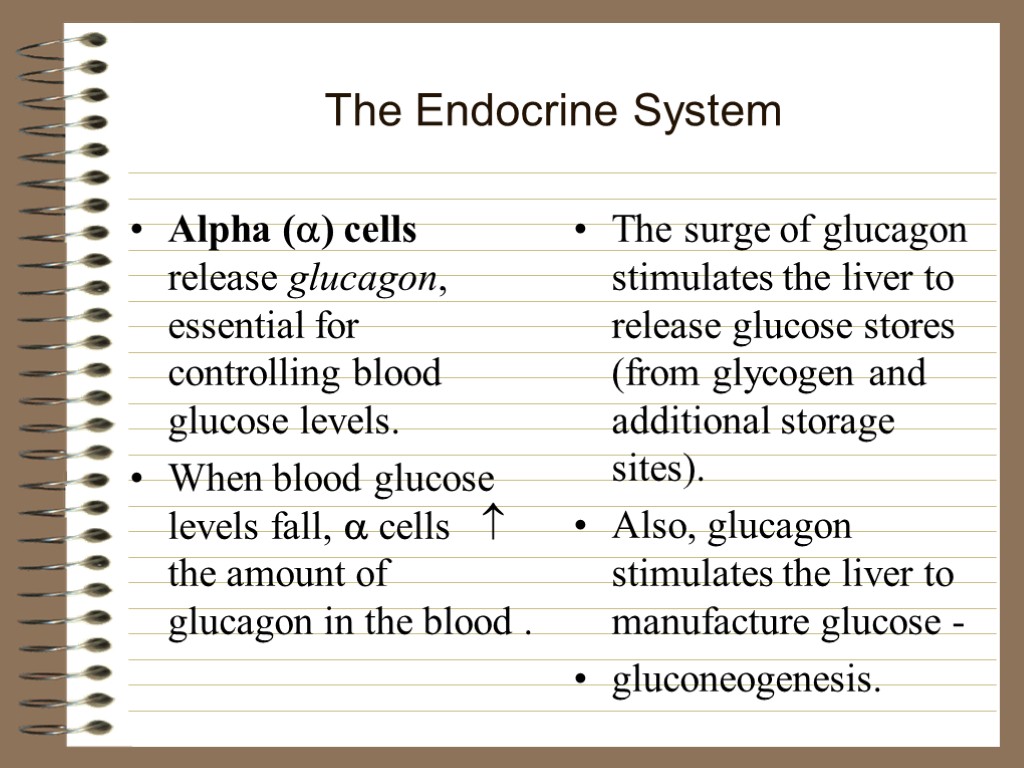 The Endocrine System Alpha () cells release glucagon, essential for controlling blood glucose levels.